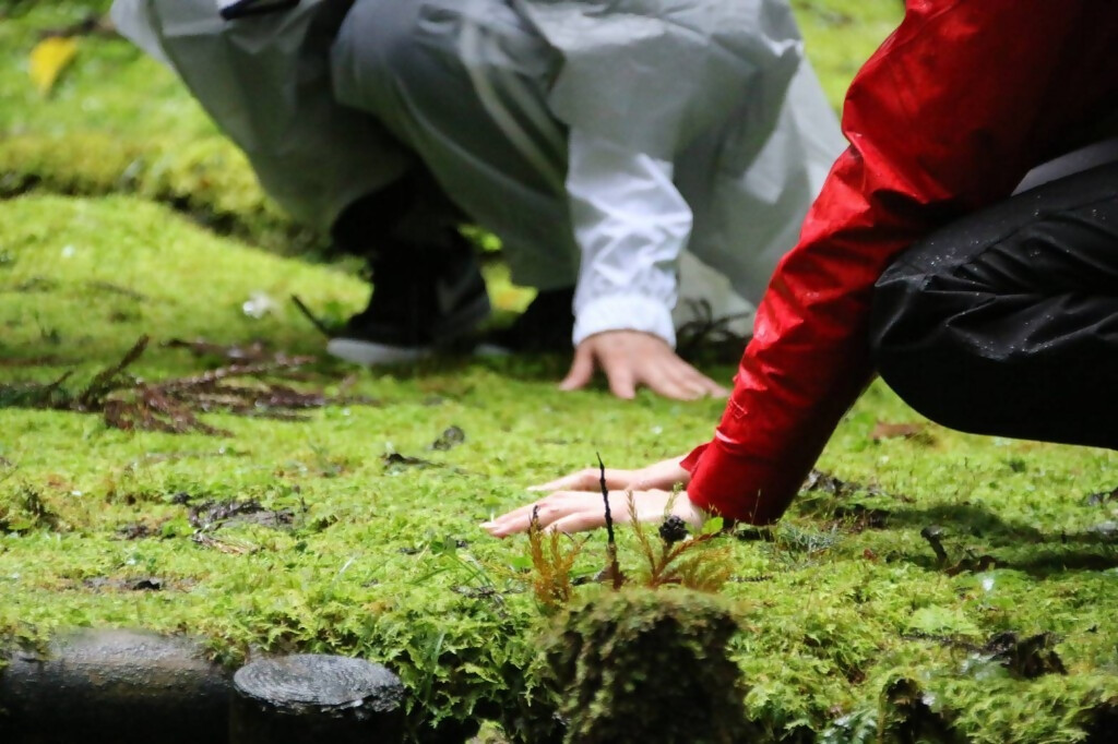 森林で苔に触れている様子